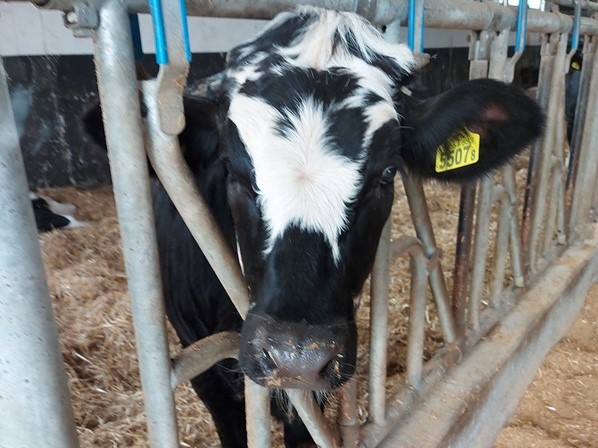 zdjecie Wyjazd studyjny – Rolnictwo regeneratywne w ramach Zespołu tematycznego związanego z zagadnieniami chowu i hodowli bydła mięsnego