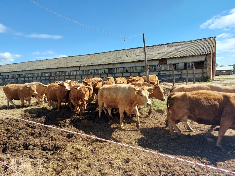 zdjecie Wyjazd studyjny – Rolnictwo regeneratywne w ramach Zespołu tematycznego związanego z zagadnieniami chowu i hodowli bydła mięsnego