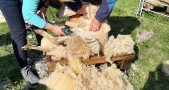 pokaz strzyżenia owiec