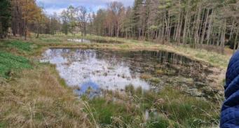 Odtworzony dzięki renaturalizacji zbiornik wodny w leśnictwie Olszyna