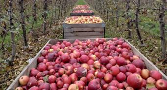 Zbiór jabłek przeznaczonych na przetwórstwo - skrzynipalety wypełnione owocami pomiędzy rzędami drzew