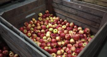 Jabłka odmiany JonaPrince zebrane do skrzyniopalety