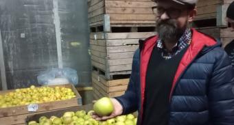Maciej Karczewski prezentuje jabłka przechowywane w chłodni z kontrolowaną atmosferą