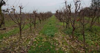 Nasadzenia rzędowe różnych odmian jabłoni w Maciejowym Sadzie. Drzewa w stanie bezlistnym
