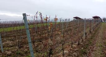 Krzewy winorośli w Winnicy Maria Anna