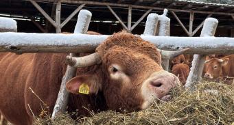 Bydło mięsne w gospodarstwach demonstracyjnych w Osolinie