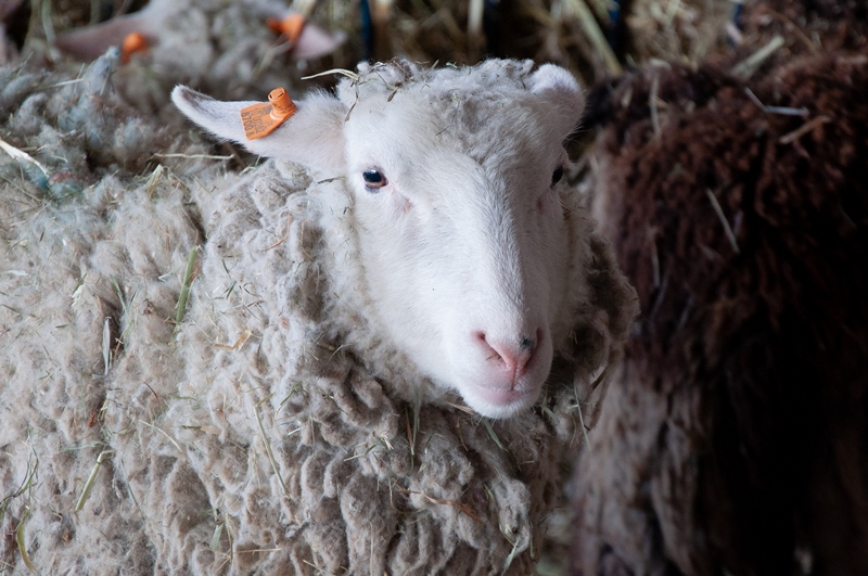 zdjęcia Innowacyjne metody chowu i hodowli owiec 18.03.2022